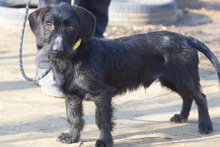 BERRY, Hund, Mischlingshund in Ungarn - Bild 2