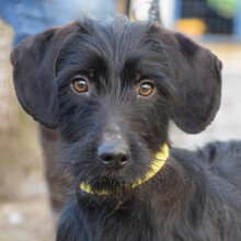 BERRY, Hund, Mischlingshund in Ungarn - Bild 4