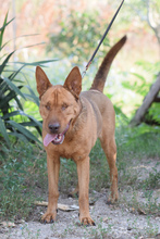 SOLO, Hund, Mischlingshund in Ungarn - Bild 1