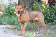 SOLO, Hund, Mischlingshund in Ungarn - Bild 2