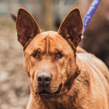 SOLO, Hund, Mischlingshund in Ungarn - Bild 3