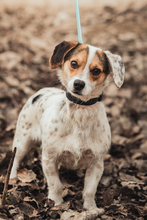 CASPER, Hund, Mischlingshund in Ungarn - Bild 1