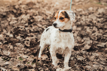 CASPER, Hund, Mischlingshund in Ungarn - Bild 2