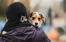 CASPER, Hund, Mischlingshund in Ungarn - Bild 3