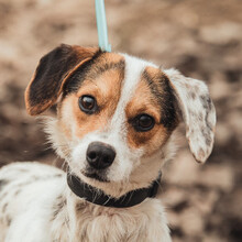 CASPER, Hund, Mischlingshund in Ungarn - Bild 4