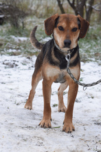 URMEL, Hund, Mischlingshund in Ungarn - Bild 1