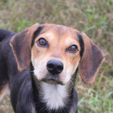 URMEL, Hund, Mischlingshund in Ungarn - Bild 3