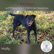 HOLLY, Hund, Deutscher Jagdterrier in Sinsheim - Bild 1