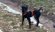 HOLLY, Hund, Deutscher Jagdterrier in Sinsheim - Bild 3