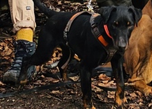 HOLLY, Hund, Deutscher Jagdterrier in Sinsheim - Bild 4