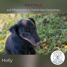 HOLLY, Hund, Deutscher Jagdterrier in Sinsheim - Bild 5