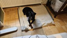 HOLLY, Hund, Deutscher Jagdterrier in Sinsheim - Bild 6