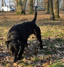 HOLLY, Hund, Deutscher Jagdterrier in Sinsheim - Bild 7
