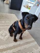 HOLLY, Hund, Deutscher Jagdterrier in Sinsheim - Bild 8