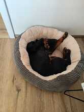 HOLLY, Hund, Deutscher Jagdterrier in Sinsheim - Bild 9