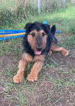TEQUILA, Hund, Mischlingshund in Ungarn - Bild 1