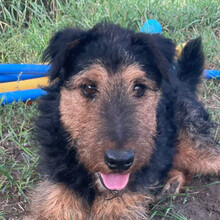 TEQUILA, Hund, Mischlingshund in Ungarn - Bild 4