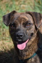 LULU, Hund, Mischlingshund in Ungarn - Bild 1