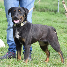JUDY, Hund, Mischlingshund in Ungarn - Bild 1