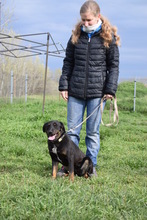 JUDY, Hund, Mischlingshund in Ungarn - Bild 2