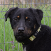 JUDY, Hund, Mischlingshund in Ungarn - Bild 4
