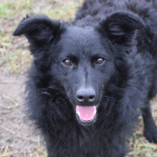 GUNNAR, Hund, Mischlingshund in Ungarn - Bild 3