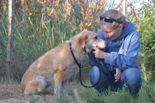 BONBONETTI, Hund, Mischlingshund in Ungarn - Bild 2