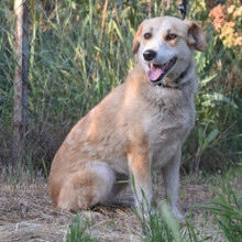 BONBONETTI, Hund, Mischlingshund in Ungarn - Bild 4