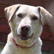 FRODO, Hund, Mischlingshund in Ungarn - Bild 3
