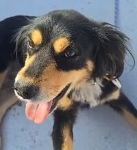 LAKI, Hund, Mischlingshund in Ungarn - Bild 1