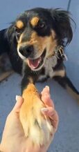 LAKI, Hund, Mischlingshund in Ungarn - Bild 2