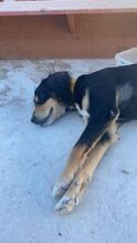 LAKI, Hund, Mischlingshund in Ungarn - Bild 3