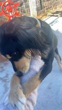 LAKI, Hund, Mischlingshund in Ungarn - Bild 4