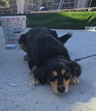 LAKI, Hund, Mischlingshund in Ungarn - Bild 5