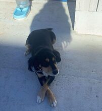 LAKI, Hund, Mischlingshund in Ungarn - Bild 6