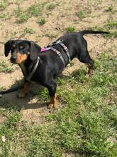 ASH, Hund, Dackel in Ungarn - Bild 1