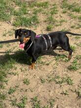 ASH, Hund, Dackel in Ungarn - Bild 2