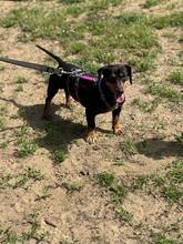 ASH, Hund, Dackel in Ungarn - Bild 3