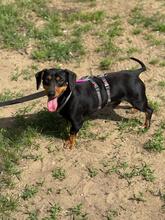 ASH, Hund, Dackel in Ungarn - Bild 4