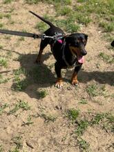 ASH, Hund, Dackel in Ungarn - Bild 5