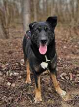 TARZAN, Hund, Mischlingshund in Ungarn - Bild 1