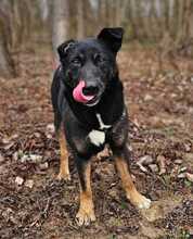 TARZAN, Hund, Mischlingshund in Ungarn - Bild 2