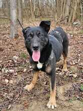 TARZAN, Hund, Mischlingshund in Ungarn - Bild 3