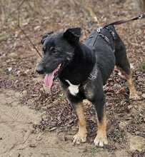 TARZAN, Hund, Mischlingshund in Ungarn - Bild 4
