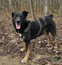 TARZAN, Hund, Mischlingshund in Ungarn - Bild 5