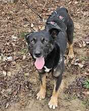 TARZAN, Hund, Mischlingshund in Ungarn - Bild 6