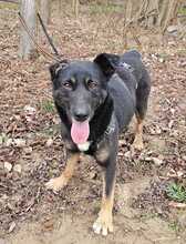 TARZAN, Hund, Mischlingshund in Ungarn - Bild 7