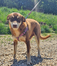 NERO, Hund, Mischlingshund in Rumänien - Bild 2