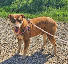NERO, Hund, Mischlingshund in Rumänien - Bild 3