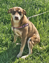 NERO, Hund, Mischlingshund in Rumänien - Bild 4